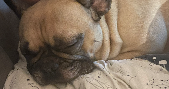 leanne pet sitter à Draveil 91210_2