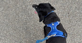 sohlene pet sitter à TRIEUX 54750_0