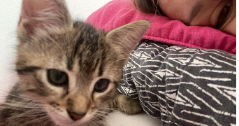 mendy pet sitter à FLEURY SUR ORNE 14123_1