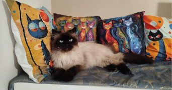 florence pet sitter à Noiseau 94880_5