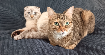 marion pet sitter à VIRAZEIL 47200_1