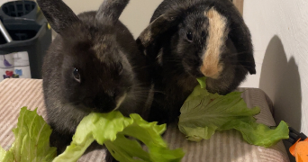 maud pet sitter à LE BOURGET DU LAC 73370_2