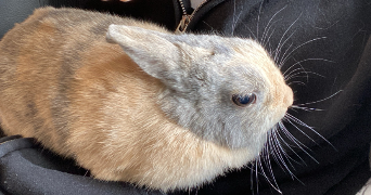 lara pet sitter à CHERBOURG EN COTENTIN 50100_1