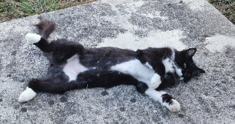 alexandra pet sitter à ST ARMOU 64160_3