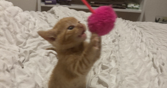 sherine pet sitter à RIS ORANGIS 91130_1