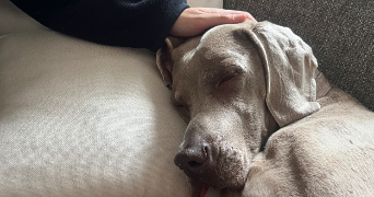 lea pet sitter à PARIS 04 75004_3