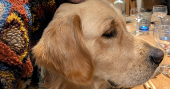 vincent pet sitter à CHARTRES 28000_2