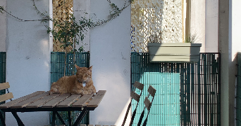 ambre pet sitter à BORDEAUX 33800_7