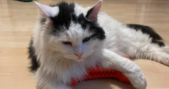 pascale pet sitter à DELLE 90100_5
