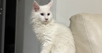 felicia pet sitter à DELLE 90100_0