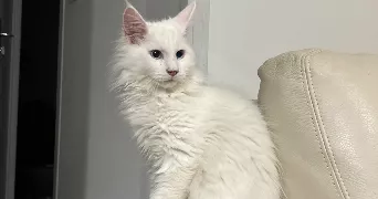 felicia pet sitter à DELLE 90100