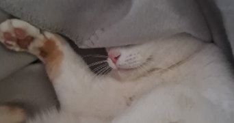 aude pet sitter à BLETTERANS 39140_6