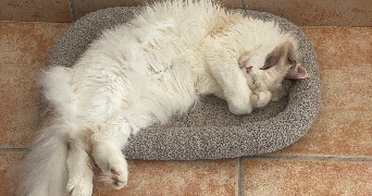 pauline pet sitter à ERDEVEN 56410_1