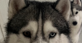 maëva pet sitter à AULNAY SOUS BOIS 93600_5