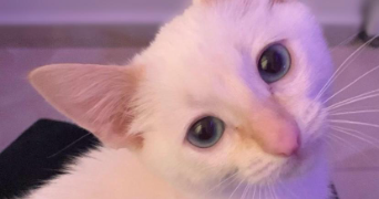 douaa pet sitter à NANTES 44000_1