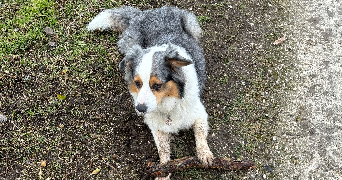 anaëlle pet sitter à EVRY GREGY SUR YERRE 77166_2