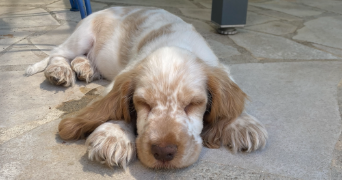 mélissa pet sitter à GARDANNE 13120_1