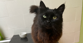 anaïs pet sitter à JOUE LES TOURS 37300_1