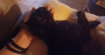 violette pet sitter à RENNES 35000_3
