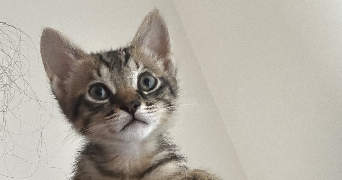 océane cat sitter à BOLLENE 84500_2