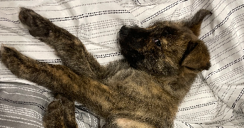 sabrina pet sitter à RIVES D ANDAINE 61410_2