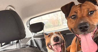 marie pet sitter à CONQUES SUR ORBIEL 11600_2