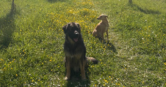 mathilde pet sitter à CERGY 95800_4