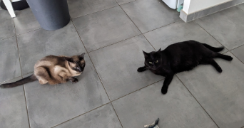 léa pet sitter à SCHILTIGHEIM 67300_9