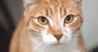thomas pet sitter à LOUVIERS 27400