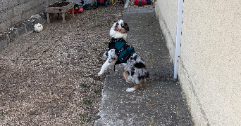 emilie pet sitter à PEROLS 34470_5