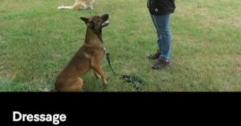 andrea pet sitter à PARIS 11 75011_2