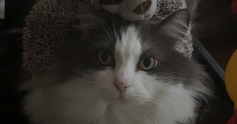 coraline pet sitter à LAVAL 53000_2