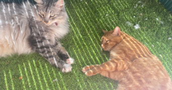 estelle pet sitter à TOULOUSE 31400_4