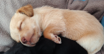 ophélie pet sitter à PONTCHARRA 38530_5