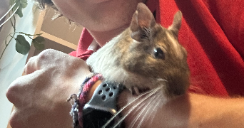 téo pet sitter à BREST 29200_1