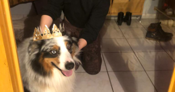 chloé pet sitter à PLAISIR 78370_2