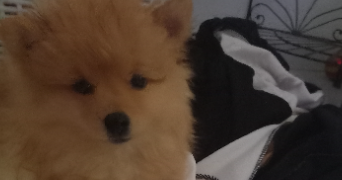 myriam pet sitter à GARDANNE 13120_8