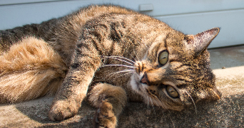 axelle pet sitter à NANCY 54000_9