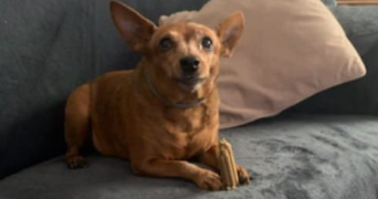 annie pet sitter à Saint-Saud-Lacoussière 24470_1
