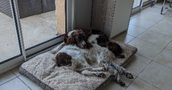 loryne pet sitter à LE MENIL DE BRIOUZE 61220_0