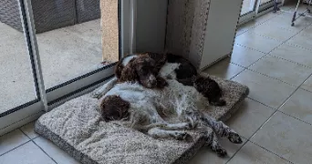 loryne pet sitter à LE MENIL DE BRIOUZE 61220