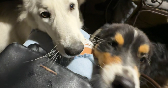 romane pet sitter à LYON 01 69001_2