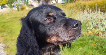 joanna pet sitter à ROUEN 76000_7