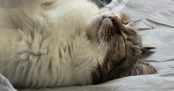 killian pet sitter à REIMS 51100_0