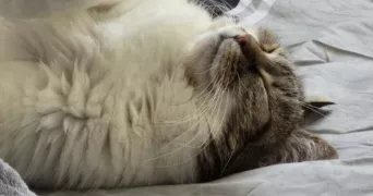 killian pet sitter à REIMS 51100