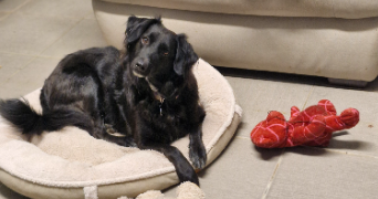 marlene pet sitter à AUNEAU BLEURY ST SYMPHORIEN 28700_105