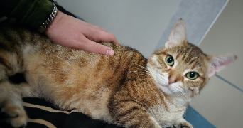 jimmy pet sitter à PARIS 14 75014_9