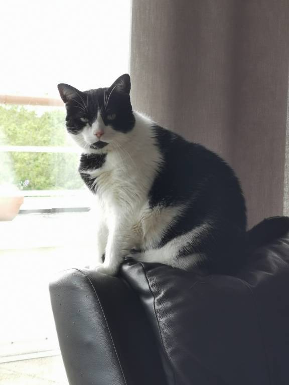 karen pet sitter à ST JAMES 50240_2