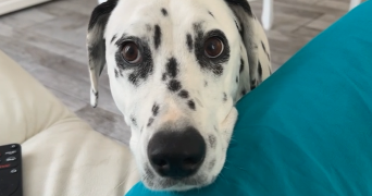 ilona pet sitter à CHAVILLE 92370_3