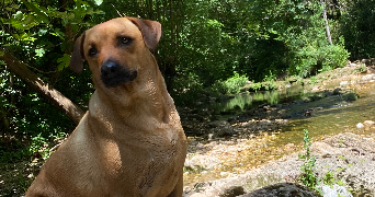 margot pet sitter à LA MOTTE 83920_1